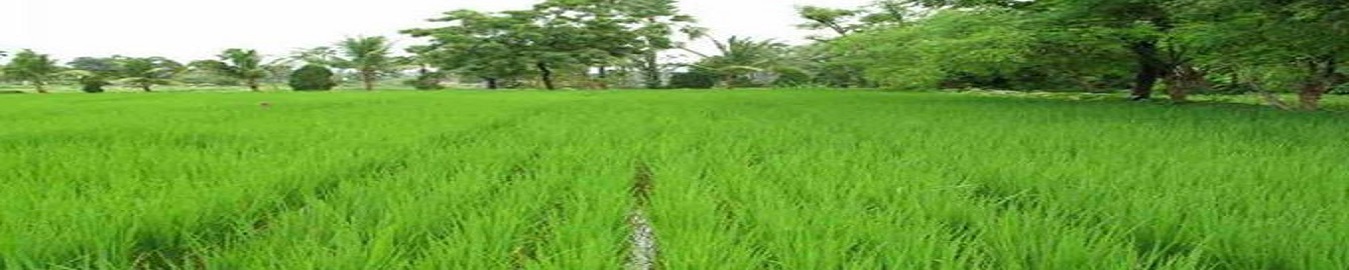 Agriculture Image