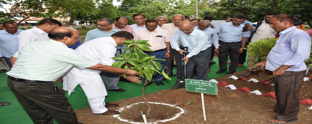 plantation activity